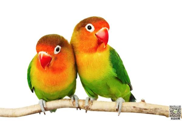 虎皮鹦鹉年龄判断方法详解，从外貌特征识别生长阶段