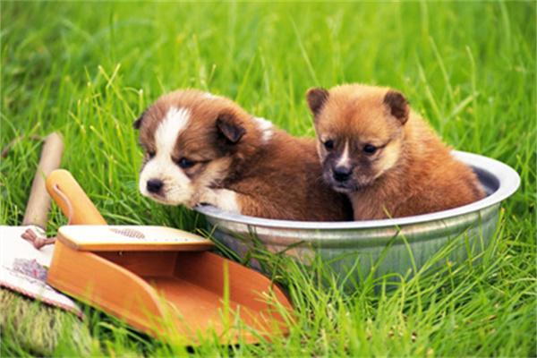 狗狗孕检两次必要性解析，保障母犬与胎儿健康的关键