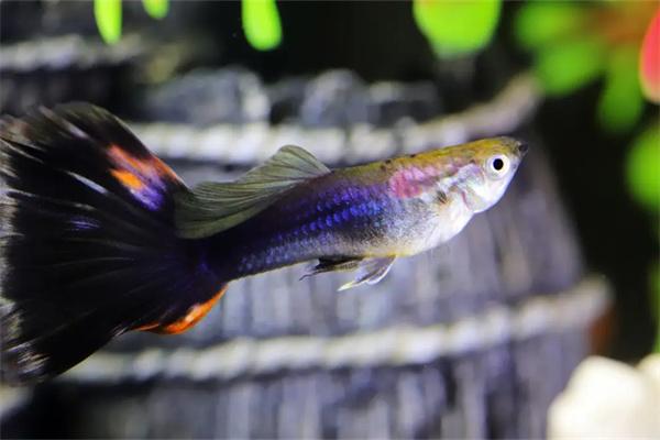 三角灯鱼混养指南：与温和小型观赏鱼的和谐搭配方案