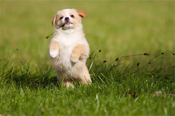 茶杯犬训练技巧全解析,科学培养乖巧宠物指南 茶杯犬训练技巧全解析,科学培养乖巧宠物指南