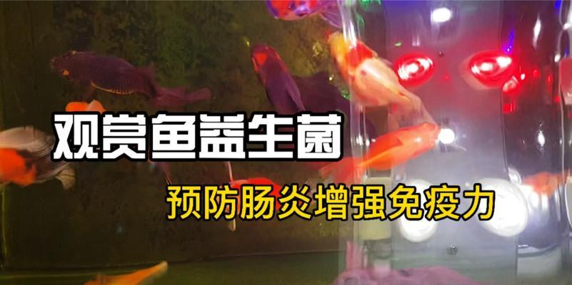 金鱼肠炎治疗与康复指南，症状识别与护理方法