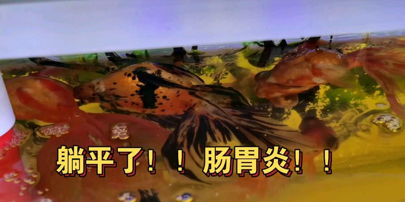 金鱼肠炎治疗与康复指南，症状识别与护理方法