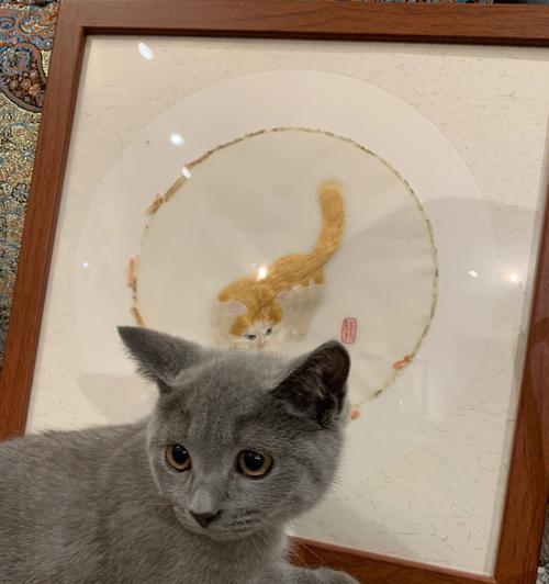 双面猫的独特魅力:基因突变与两面性格的奥秘解析 双面猫的独特魅力:基因突变与两面性格的奥秘解析