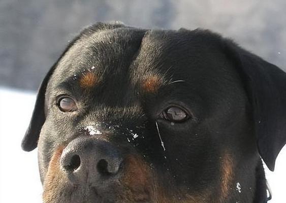 城市猛犬战斗力解析与安全应对指南，保障出行安全