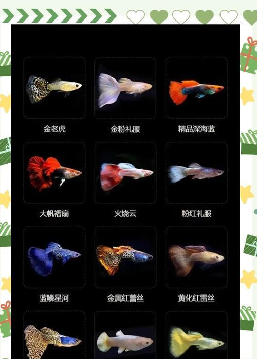 孔雀小鱼换水频率与注意事项，水质管理技巧全解析