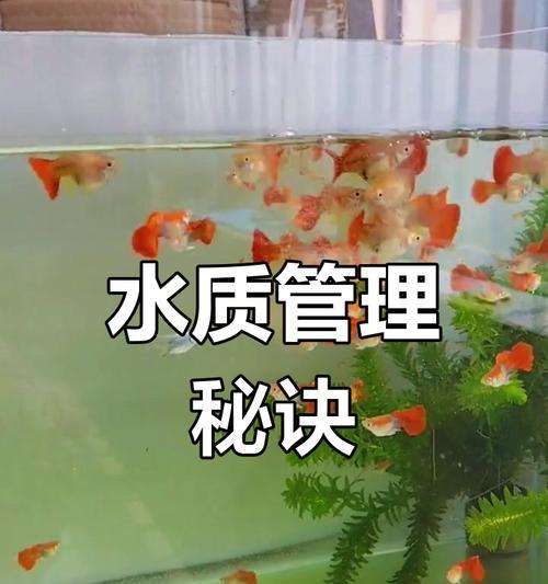 孔雀小鱼换水频率与注意事项，水质管理技巧全解析