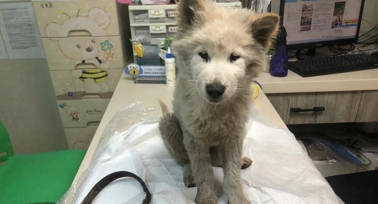 宠物生病治疗选择指南：如何权衡利弊与做出正确决策