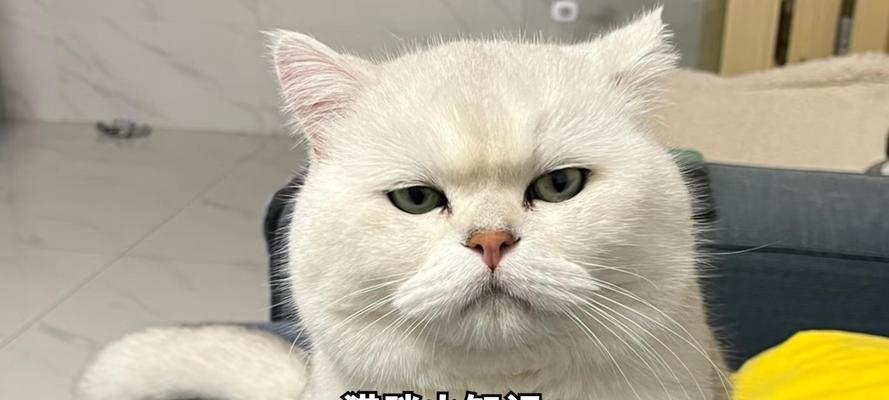 猫疫苗接种间隔与核心注意事项全指南 猫疫苗接种间隔与核心注意事项全指南