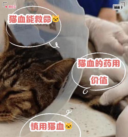 小猫产后出血正常时长与科学护理指南