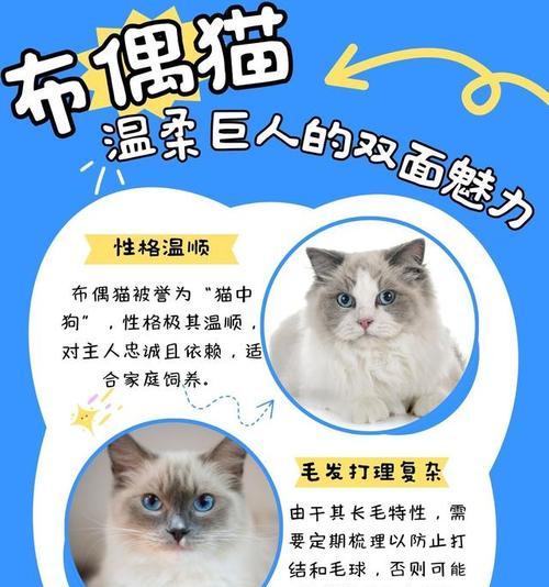 双面猫的独特魅力:基因突变与两面性格的奥秘解析 双面猫的独特魅力:基因突变与两面性格的奥秘解析