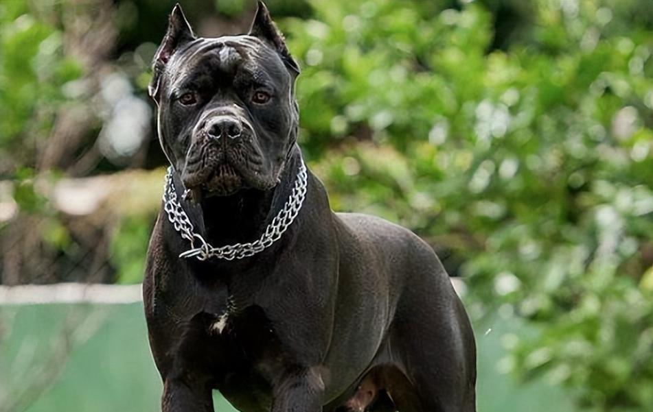 城市猛犬战斗力解析与安全应对指南，保障出行安全