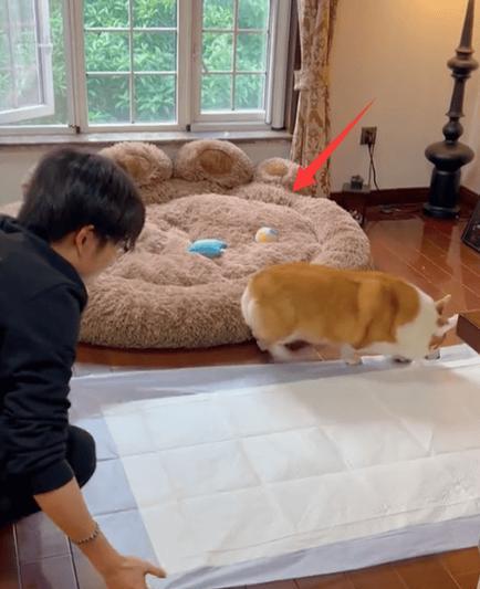 宠物生病治疗选择指南：如何权衡利弊与做出正确决策