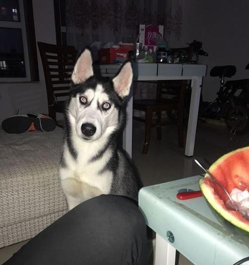 哈士奇科学喂养指南:食物选择与禁忌全解析 哈士奇科学喂养指南:食物选择与禁忌全解析