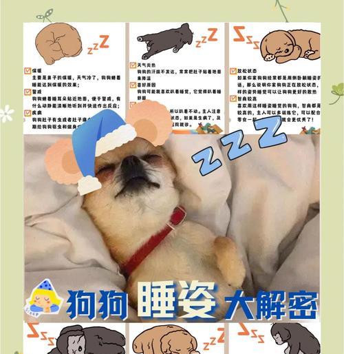 狗狗睡眠需求全解析:从时间到质量,守护宠物健康生活 狗狗睡眠需求全解析:从时间到质量,守护宠物健康生活