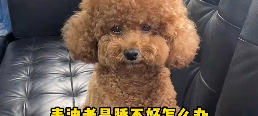 狗狗睡眠需求全解析:从时间到质量,守护宠物健康生活 狗狗睡眠需求全解析:从时间到质量,守护宠物健康生活