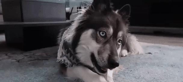 哈士奇科学喂养指南:食物选择与禁忌全解析 哈士奇科学喂养指南:食物选择与禁忌全解析