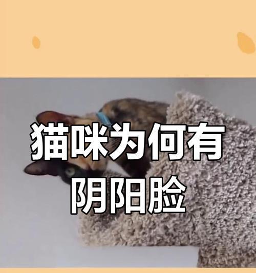 双面猫的独特魅力:基因突变与两面性格的奥秘解析 双面猫的独特魅力:基因突变与两面性格的奥秘解析