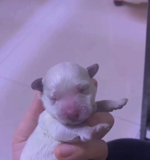 羊水破了后多久能分娩？解析影响产程时长的关键因素