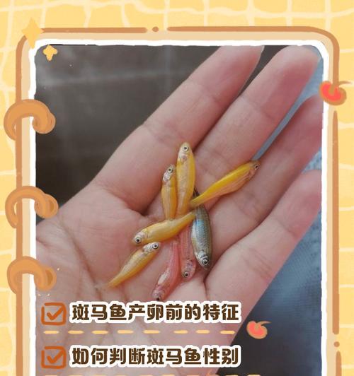 斑马鱼繁殖全攻略:15步轻松成功养殖与孵化技巧 斑马鱼繁殖全攻略:15步轻松成功养殖与孵化技巧