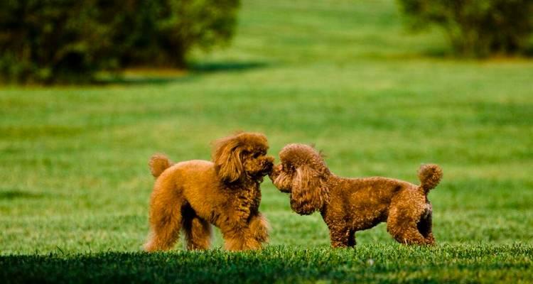 泰迪小狗训练技巧大公开:社会化与口令培养乖巧宠物 泰迪小狗训练技巧大公开:社会化与口令培养乖巧宠物