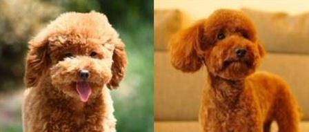 泰迪小狗训练技巧大公开:社会化与口令培养乖巧宠物 泰迪小狗训练技巧大公开:社会化与口令培养乖巧宠物