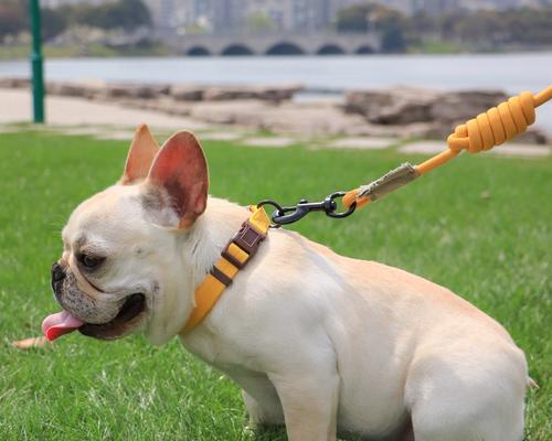 遛狗如何增进主人与宠物感情？关键方法与重要性解析