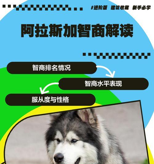 阿拉斯加犬正确喂养技巧与健康饮食方法指南 阿拉斯加犬正确喂养技巧与健康饮食方法指南