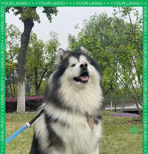 阿拉斯加犬正确喂养技巧与健康饮食方法指南 阿拉斯加犬正确喂养技巧与健康饮食方法指南