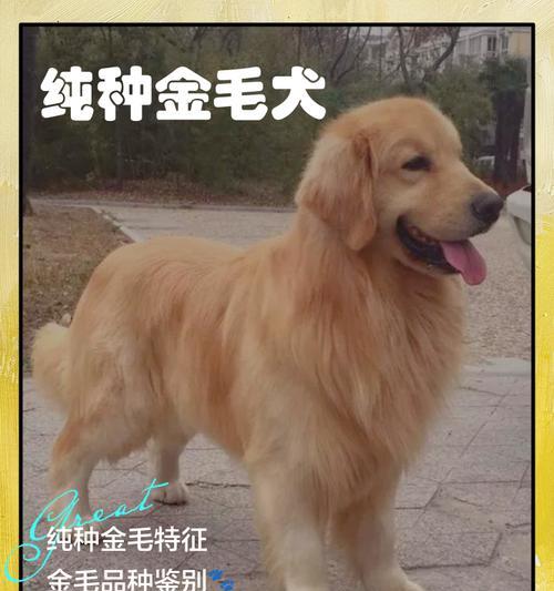 纯种金毛饲养全攻略：性格特点、训练方法与健康养护要点