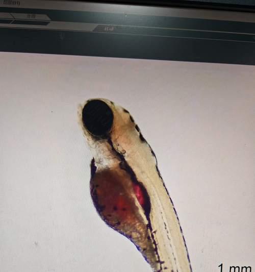 斑马鱼繁殖全攻略:15步轻松成功养殖与孵化技巧 斑马鱼繁殖全攻略:15步轻松成功养殖与孵化技巧