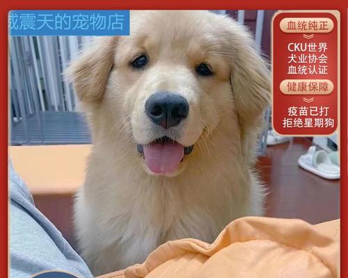 金毛犬配种指南与关键注意事项详解