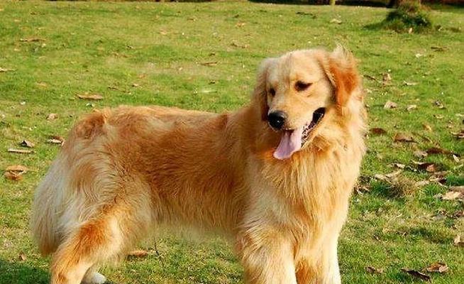 纯种金毛饲养全攻略：性格特点、训练方法与健康养护要点