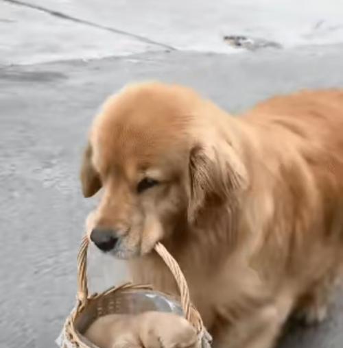 金毛犬配种指南与关键注意事项详解