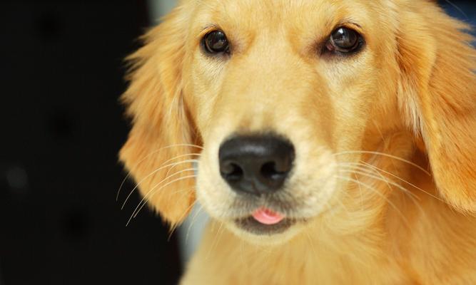 纯种金毛饲养全攻略：性格特点、训练方法与健康养护要点