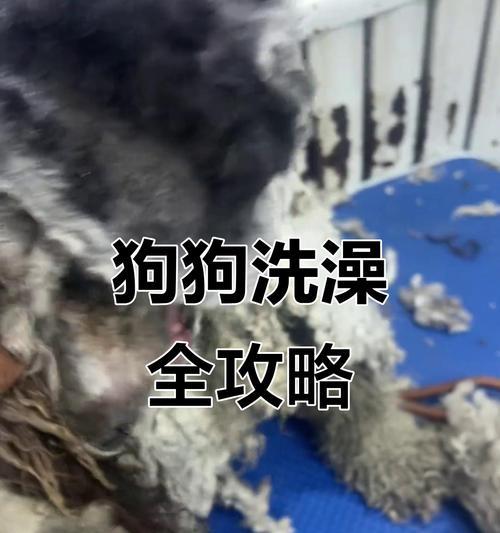 泰迪小狗训练技巧大公开:社会化与口令培养乖巧宠物 泰迪小狗训练技巧大公开:社会化与口令培养乖巧宠物