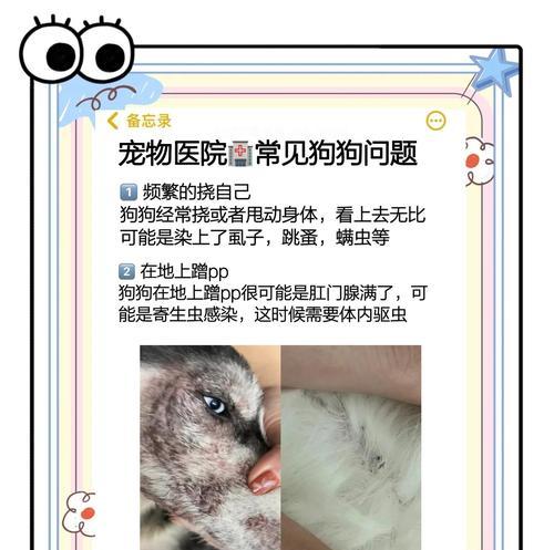 狗狗驱虫与疫苗接种全流程指南,守护宠物健康 狗狗驱虫与疫苗接种全流程指南,守护宠物健康