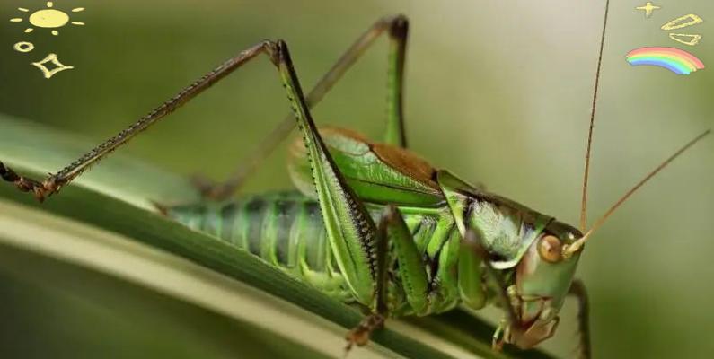 蝈蝈宠物寿命与养护指南：科学饲养延长陪伴时光