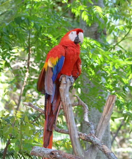 金刚鹦鹉羽毛颜色全解析：多彩魅力与自然奥秘