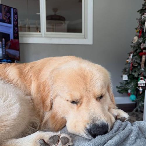 金毛犬配种指南与关键注意事项详解