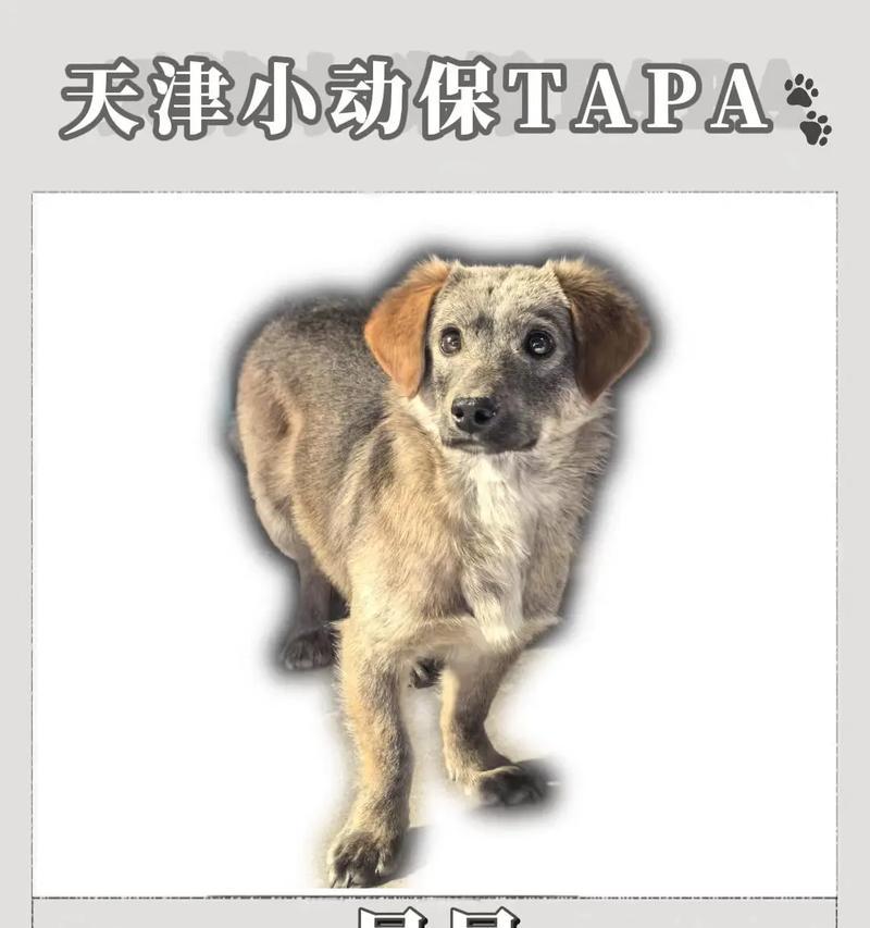 狗狗驱虫与疫苗接种全流程指南,守护宠物健康 狗狗驱虫与疫苗接种全流程指南,守护宠物健康