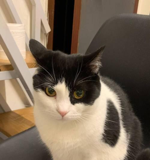 猫咪适应新家的详细方法与关键注意事项