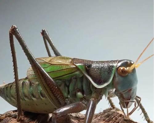 蝈蝈宠物寿命与养护指南：科学饲养延长陪伴时光