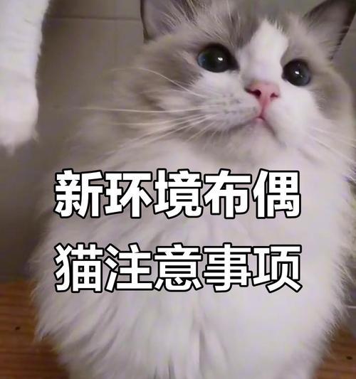 猫咪适应新家的详细方法与关键注意事项