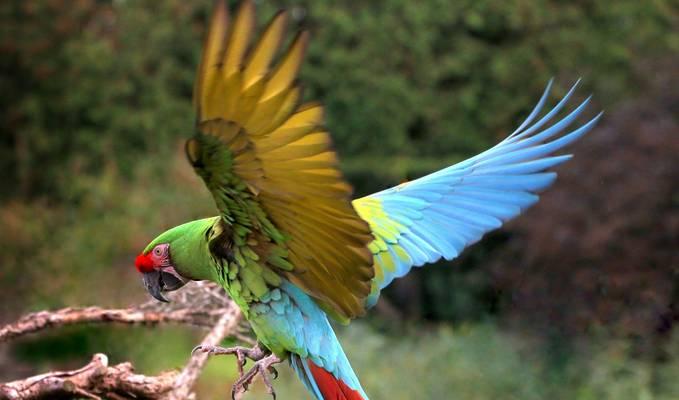 金刚鹦鹉羽毛颜色全解析：多彩魅力与自然奥秘