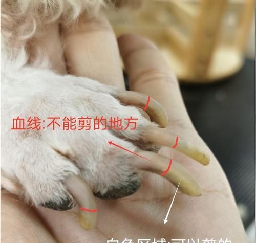 狗狗断血线时机选择与术后全面护理要点解析 狗狗断血线时机选择与术后全面护理要点解析