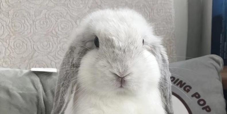 垂耳兔成长周期全解析,从出生到成年的关键阶段 垂耳兔成长周期全解析,从出生到成年的关键阶段