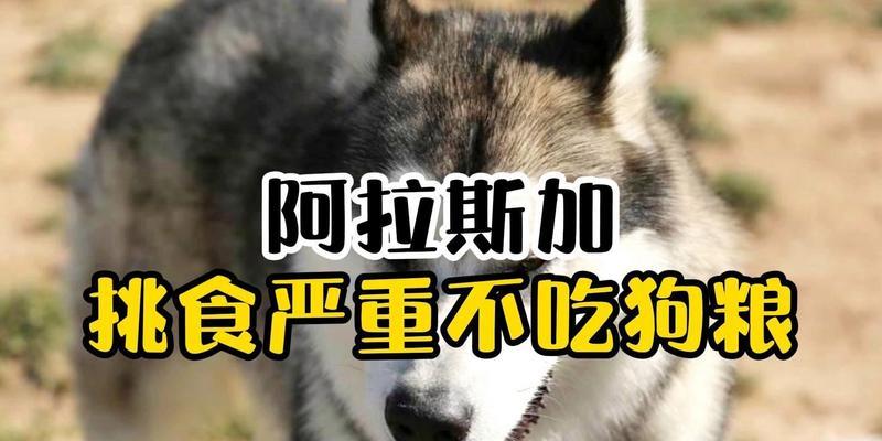 阿拉斯加犬换食硬狗粮的正确指南与关键要点