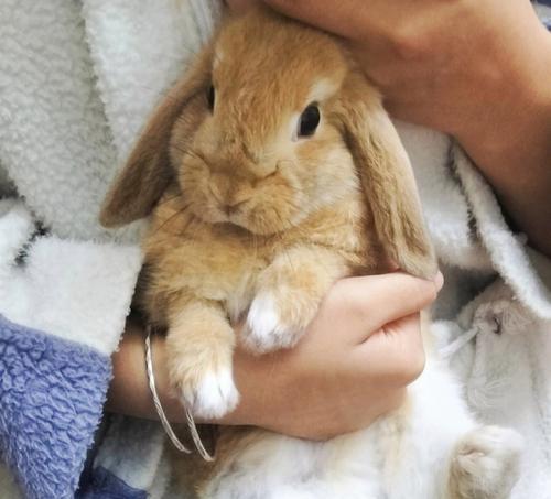 垂耳兔成长周期全解析,从出生到成年的关键阶段 垂耳兔成长周期全解析,从出生到成年的关键阶段