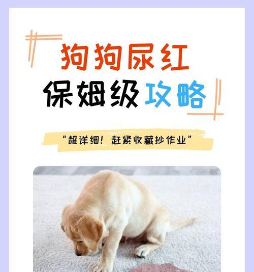 狗狗断血线时机选择与术后全面护理要点解析 狗狗断血线时机选择与术后全面护理要点解析