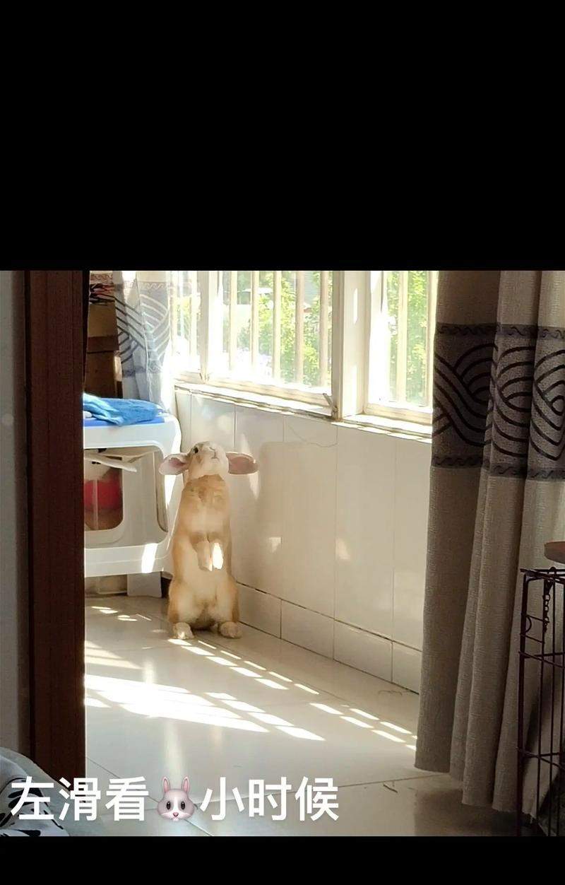 垂耳兔成长周期全解析,从出生到成年的关键阶段 垂耳兔成长周期全解析,从出生到成年的关键阶段